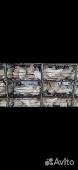 Куры Несушки