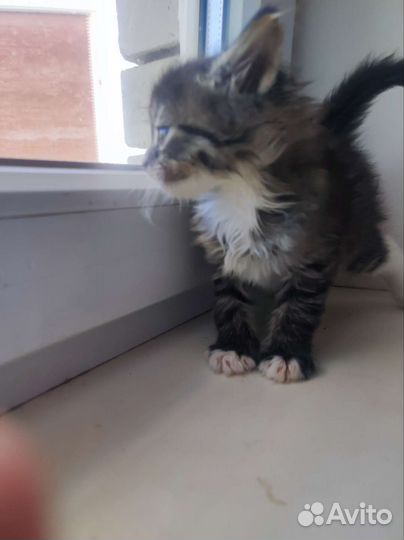 Кошки в добрые руки бесплатно