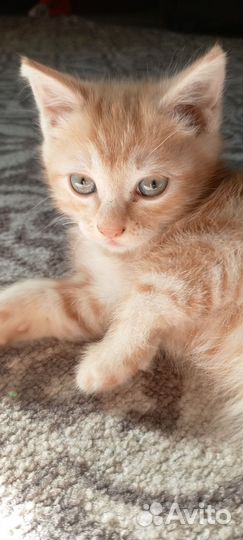 Продам котика бабтейл