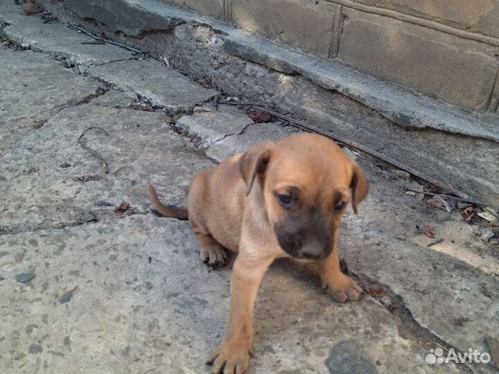 Щенята в добрые руки