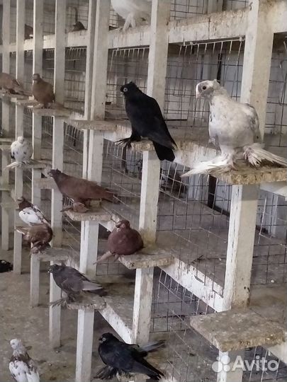 Продажа узбекских голубей