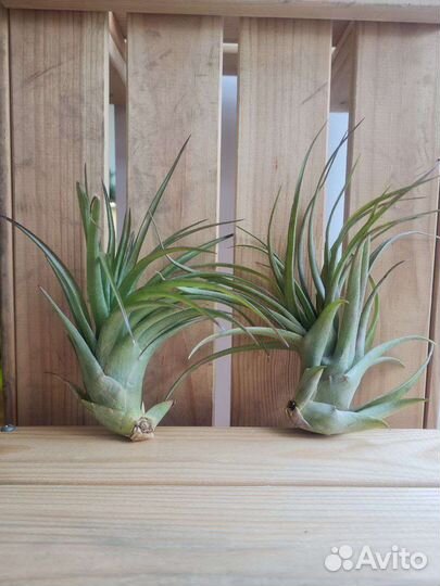 Тилландсии микс