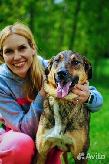 Добрый ласковый пес ищет дом