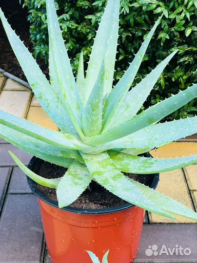 Алоэ Вера Барбаденсис Миллер