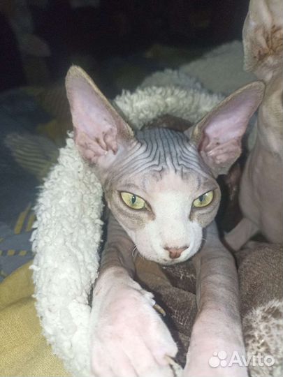 Котята