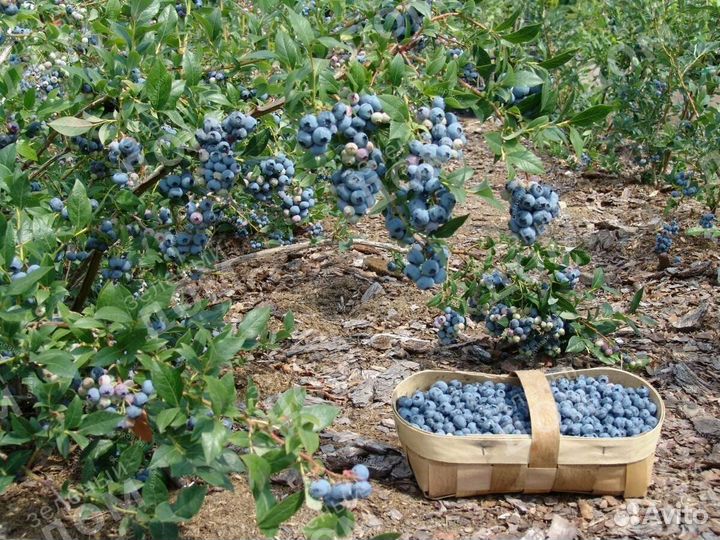 Саженцы голубики сорта 