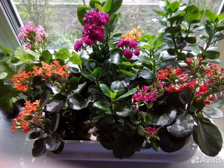 Пеларгония герань