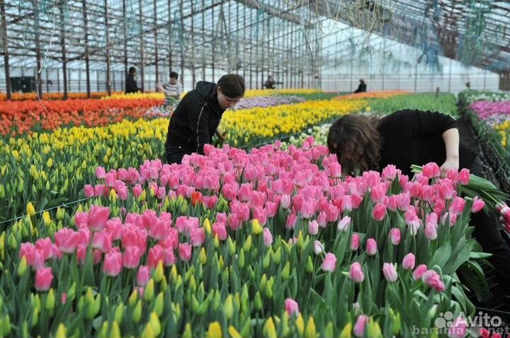 Тюльпаны оптом