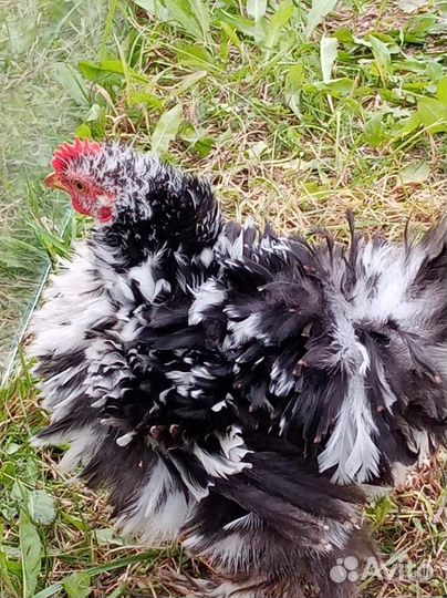 Декоративный кучерявый петушок