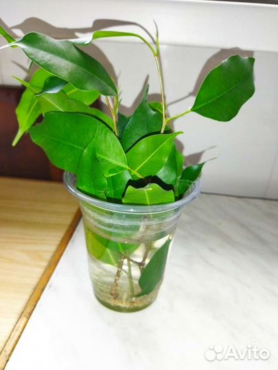 Фикус бенджамина