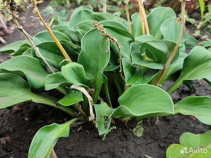 Хоста растение