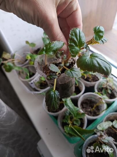 Бегония беллекония