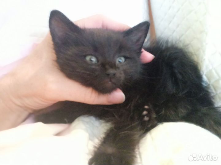 Котёнок мальчик