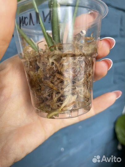 Сингониум Dazzle Color