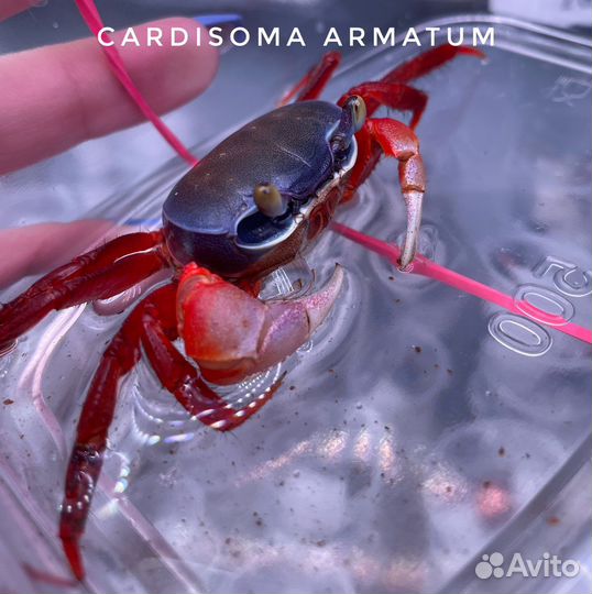 Краб Вампир (Самки в наличии) большая поставка