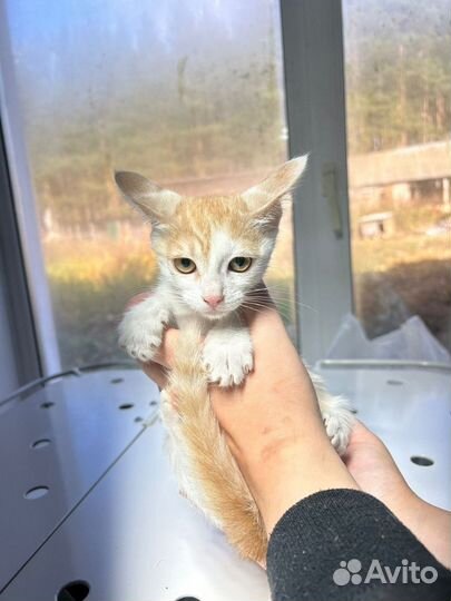 Котята в добрые руки