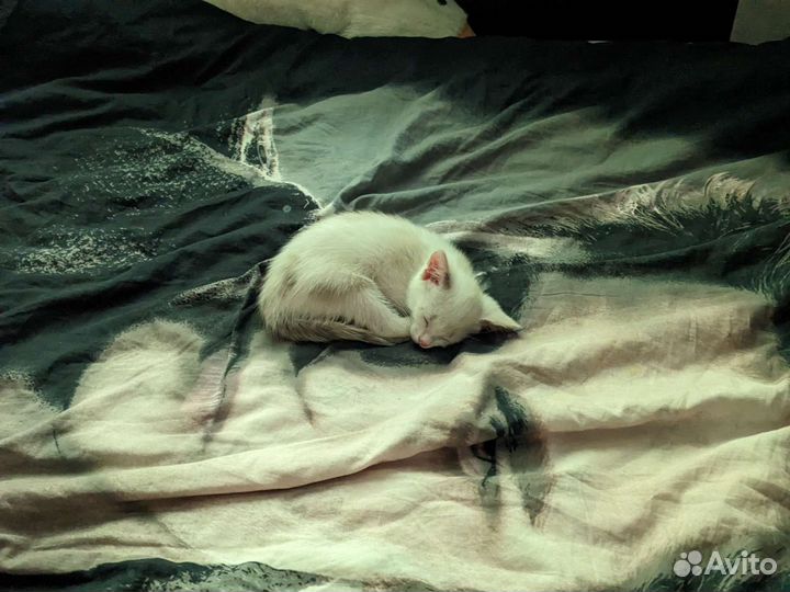 Котята бесплатно