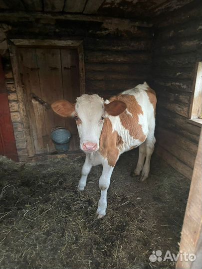 Телята бычки