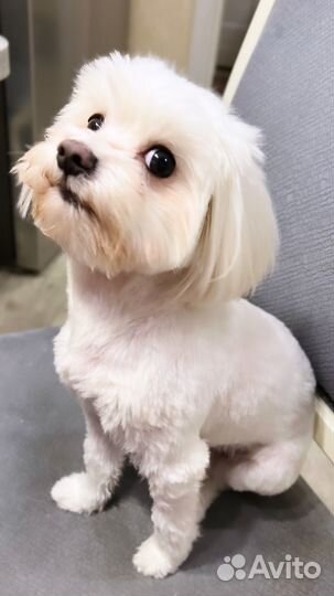 Мальтийская болонка