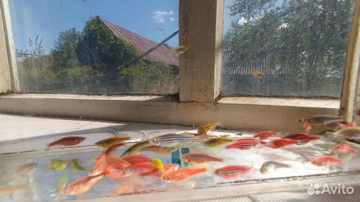 Аквариумные рыбки