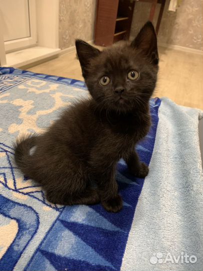 Британские котята
