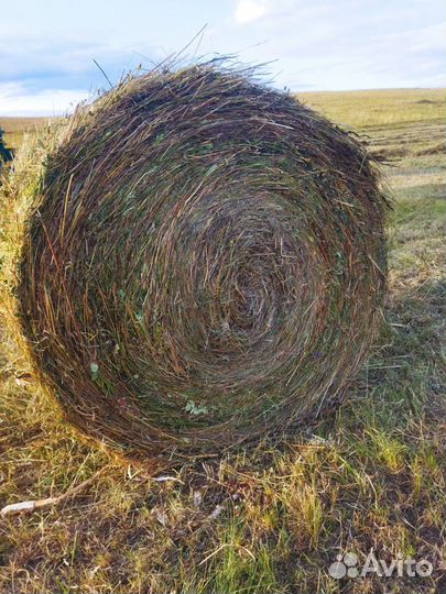 Продам сено в рулонах 2023