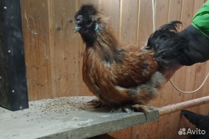 Китайские шелковые петушки