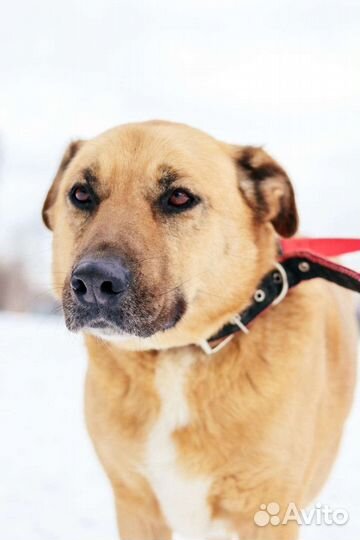 Собака Булочка нуждается в помощи