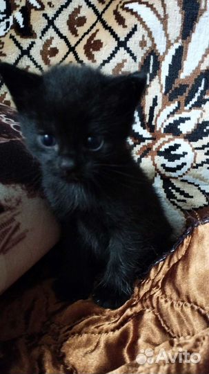 Кошка в дар бесплатно