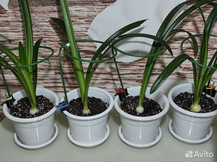 Гиппеаструм молодые растения 3-4 см луковицы