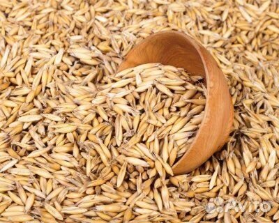 Пшеница, овес