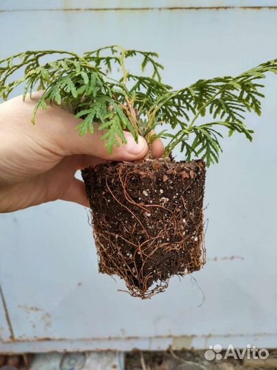 Туя брабант до 30см.зкс в Петергофе