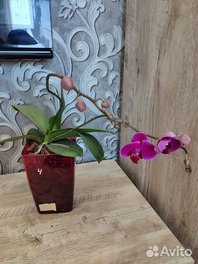 Орхидея фаленопсис