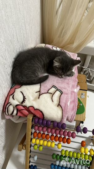 Шотландский котенок