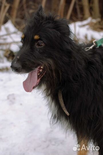 Очаровательный Балу ищет дом