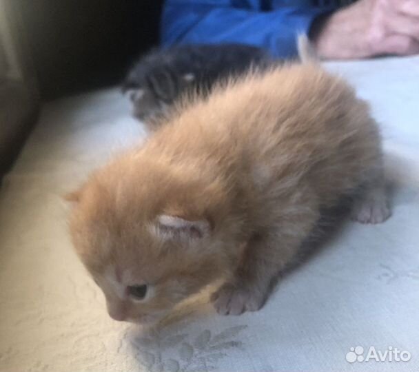 Кошка/кот