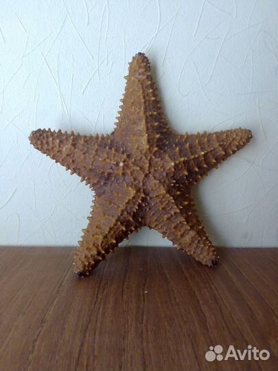 Морская звезда