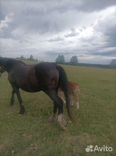 Продам обученную лошадь с жеребенком