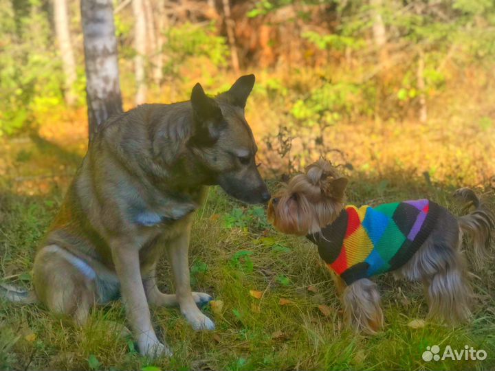 Догситтер. Передержка собак Переславль- Залесский