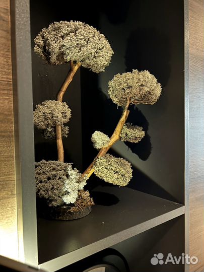 Дерево бонсай живое
