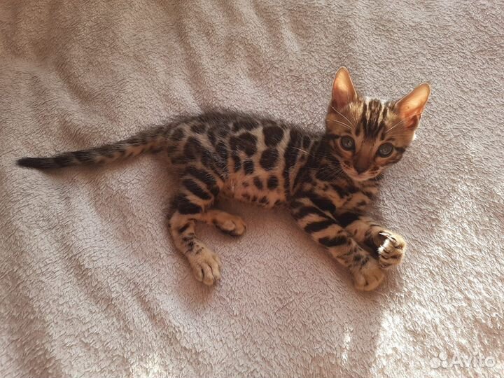 Бенгальские котята (без документов)