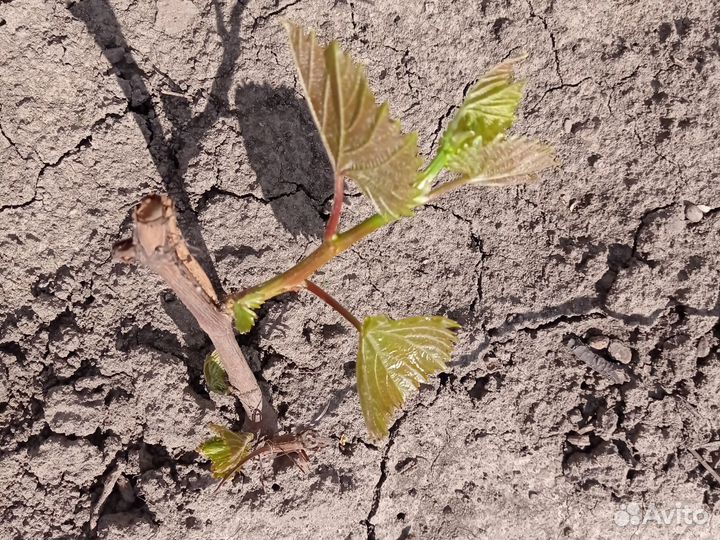 Годовалые саженцы винограда