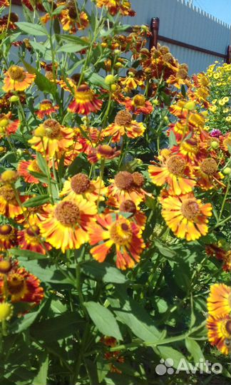 Гелениумы и гелиопсис