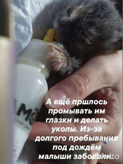 Отдам котят в добрые руки