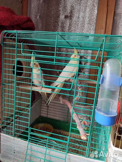 Птенцы корелла