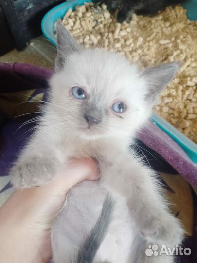 Отдам котенка в добрые руки