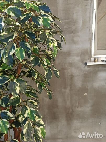 Искусственные деревья. Фикус Бенжамин пёстрый