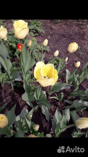 Луковицы жёлтых тюльпанов,нарциссов и крокусов