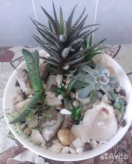 Садик из суккулентов