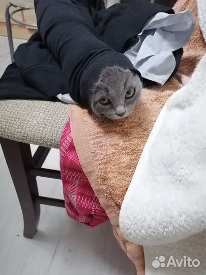 Котенок и Кошечка